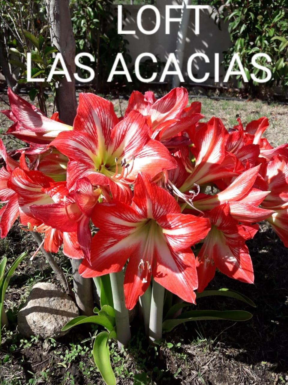 Loft Las Acacias Потреро-де-лос-Фунес Экстерьер фото